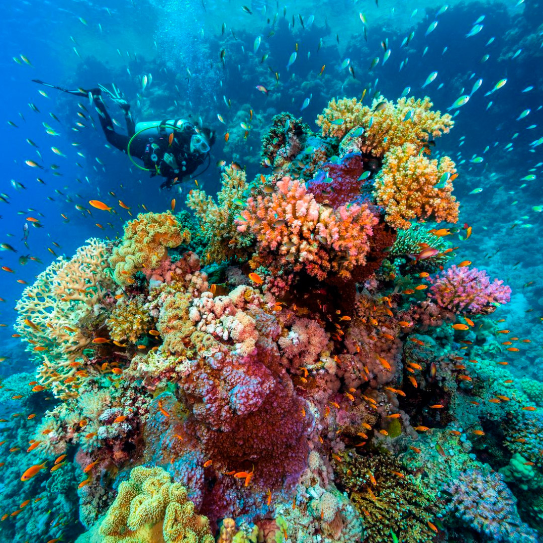 buceo-en-el-mar-rojo-egipto