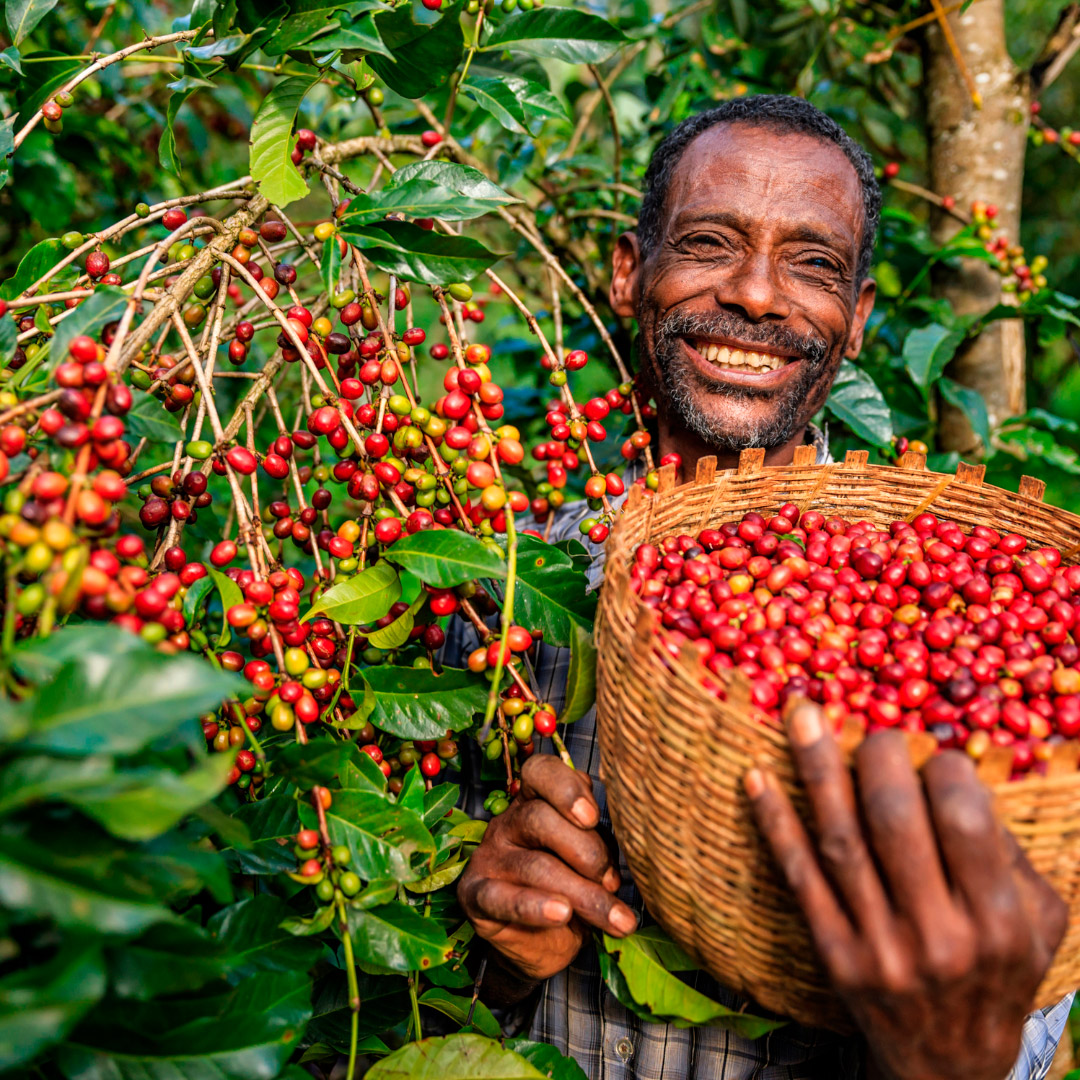 plantacion-de-cafe-etiopia