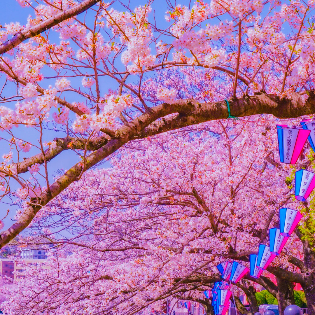 festival-del-cerezo-con-linternas-japon