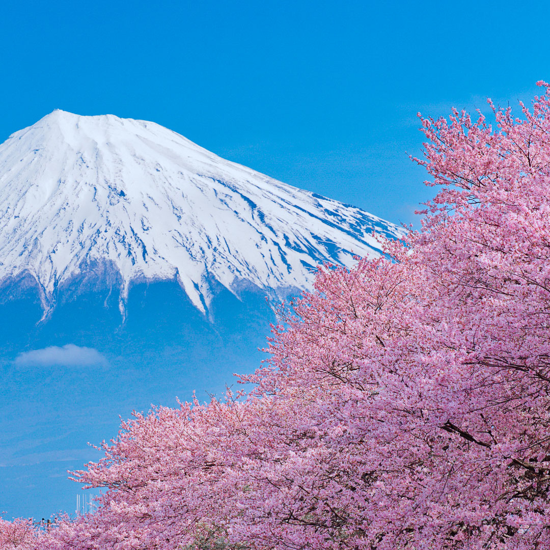 monte-fuji-sakura-japon