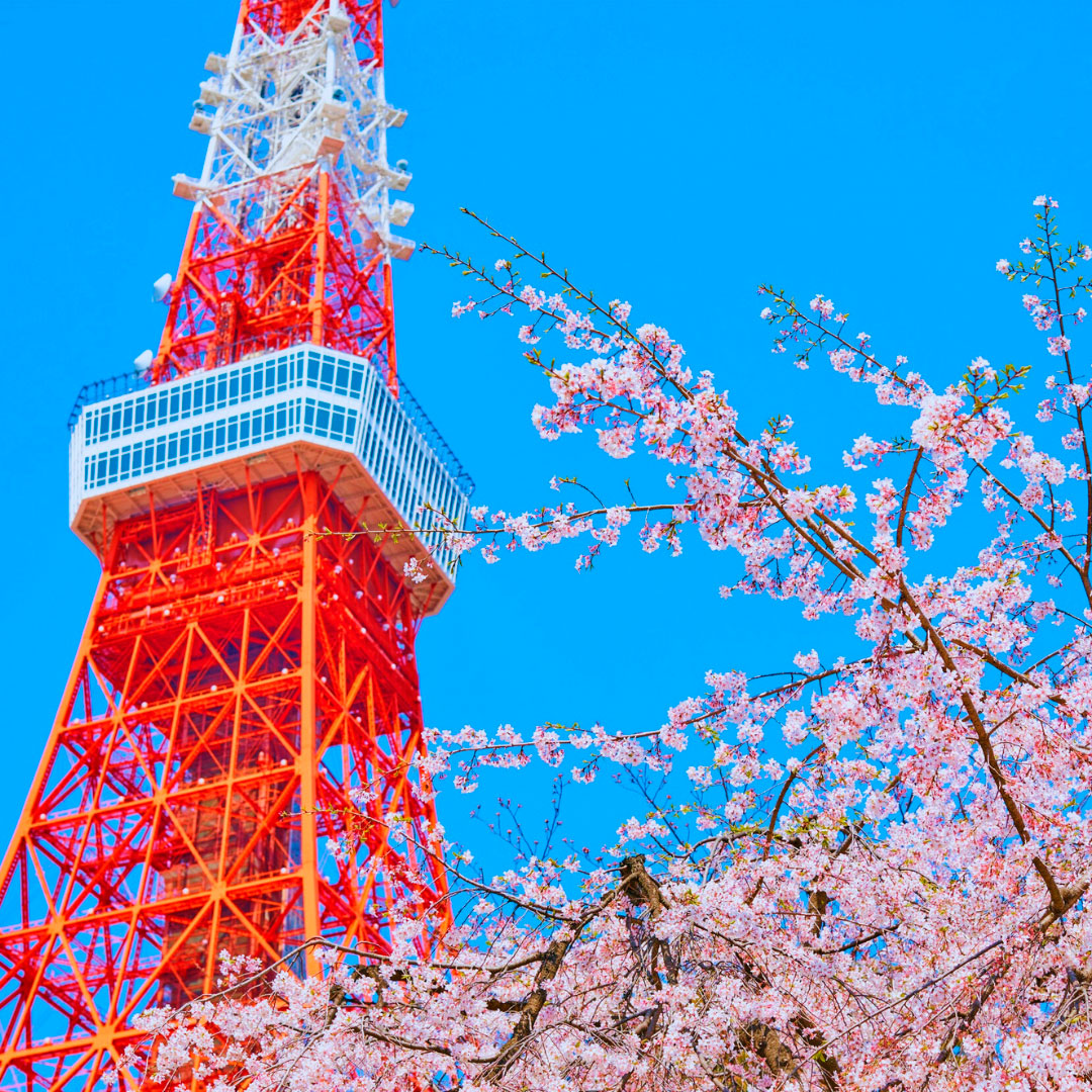 tokyo-tower-sakura